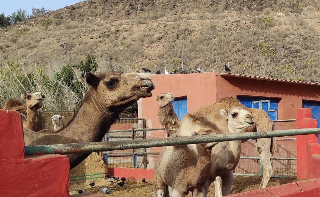 Granja canaria de dromedarias. 