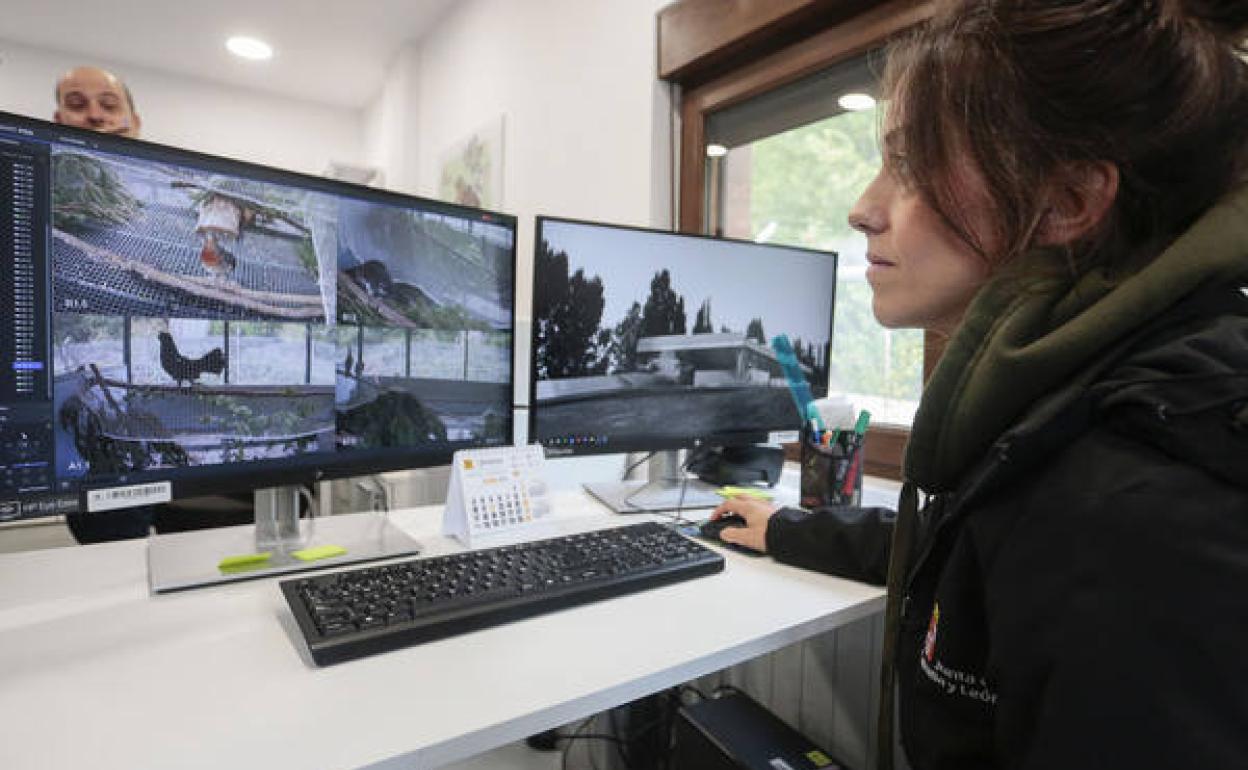 Una trabajadora en el Centro de Cría del Urogallo en Valsemana (León). 