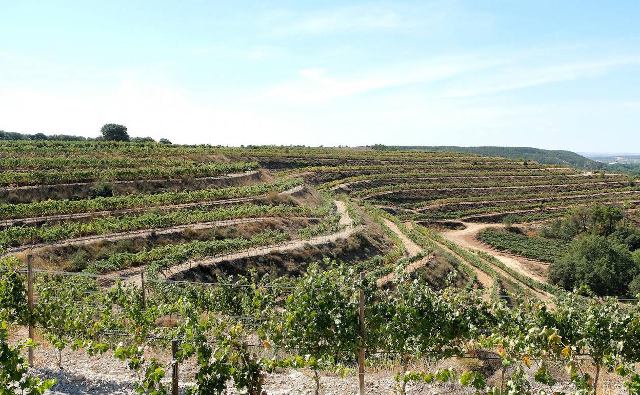 Viñedo plantado en bancales 