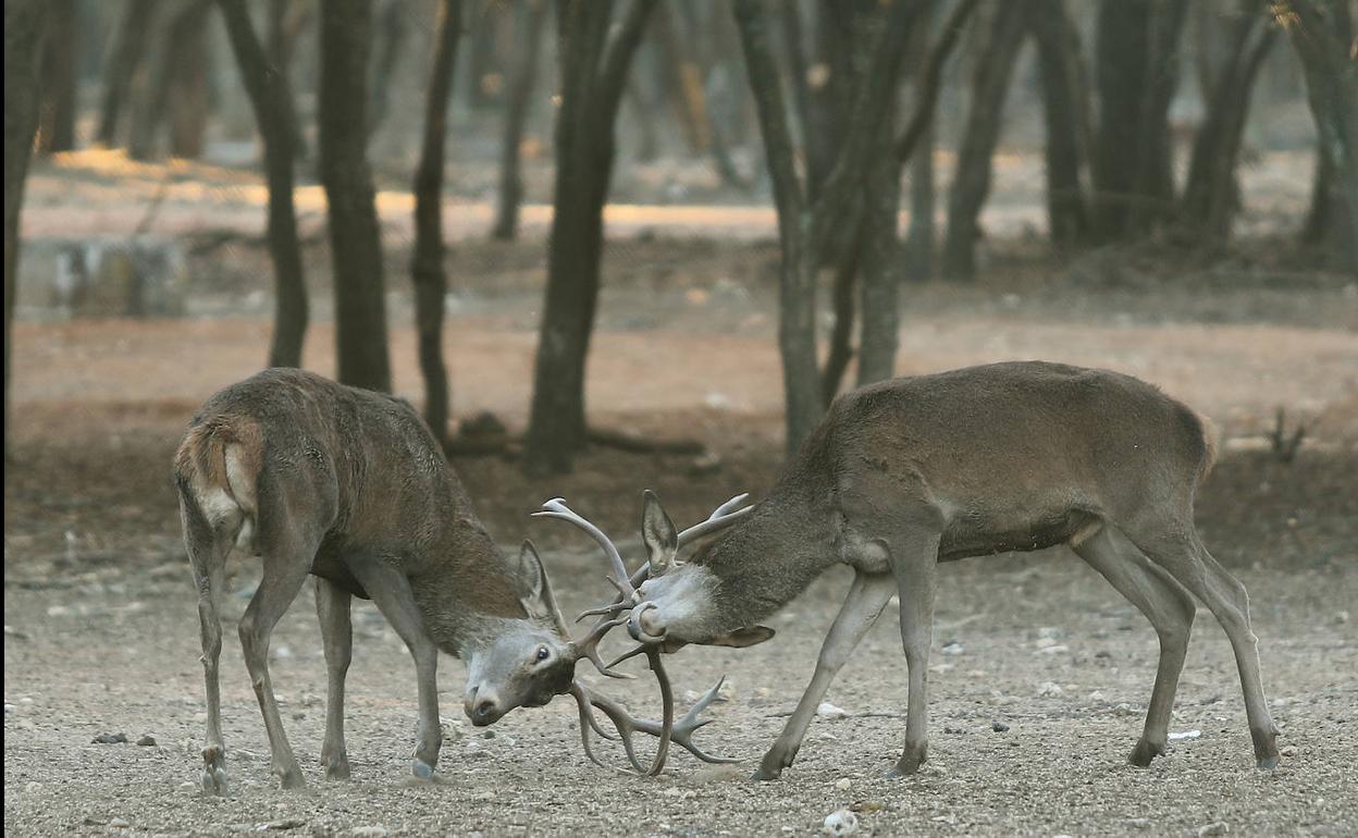 Dos ciervos chocan sus cornamentas en la reserva del Monte el Viejo.