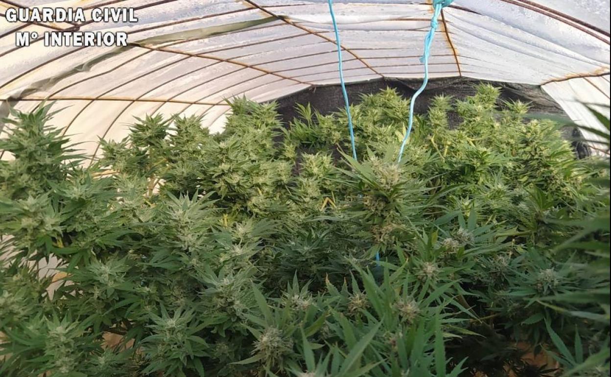 La Guardia Civil de Palencia localiza dos plantaciones de marihuana