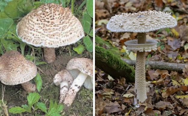 Al la izquierda, la tóxica lepiota brunneoincarta. A la derecha, la comestible macrolepiota procera.