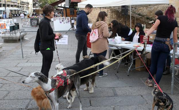 Medio centenar de perros y gatos aguardan un nuevo dueño en la Protectora de Segovia