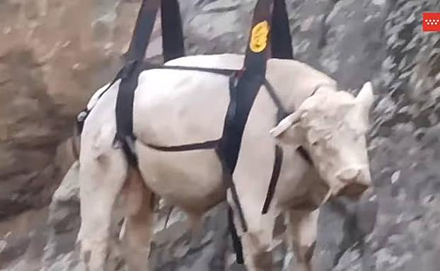 El toro cuelga del sistema de sujeción colocado por el Grupo Especial de Rescate en Altura de los Bomberos de la Comunidad de Madrid. 