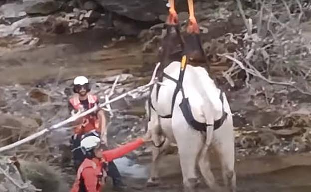 Los agentes colocan el sistema de sujeción al toro para que el helicóptero lo suba. 