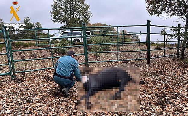 Investigado por el abandono de varias yeguas en un monte de Matamorisca