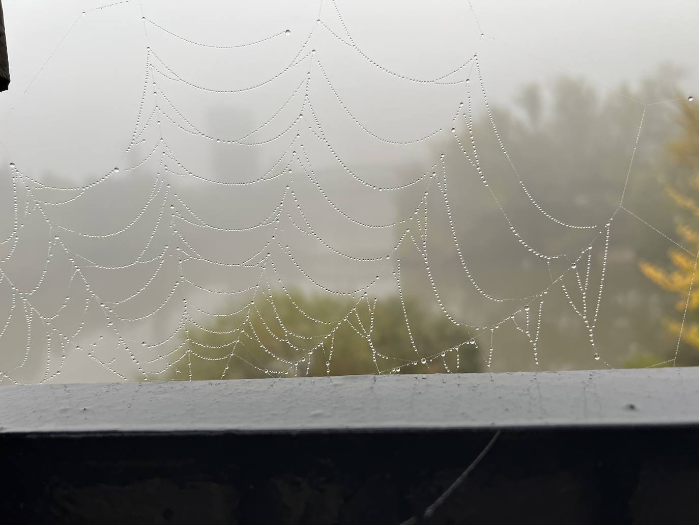 Fotos: Una densa niebla cubre la provincia de Valladolid