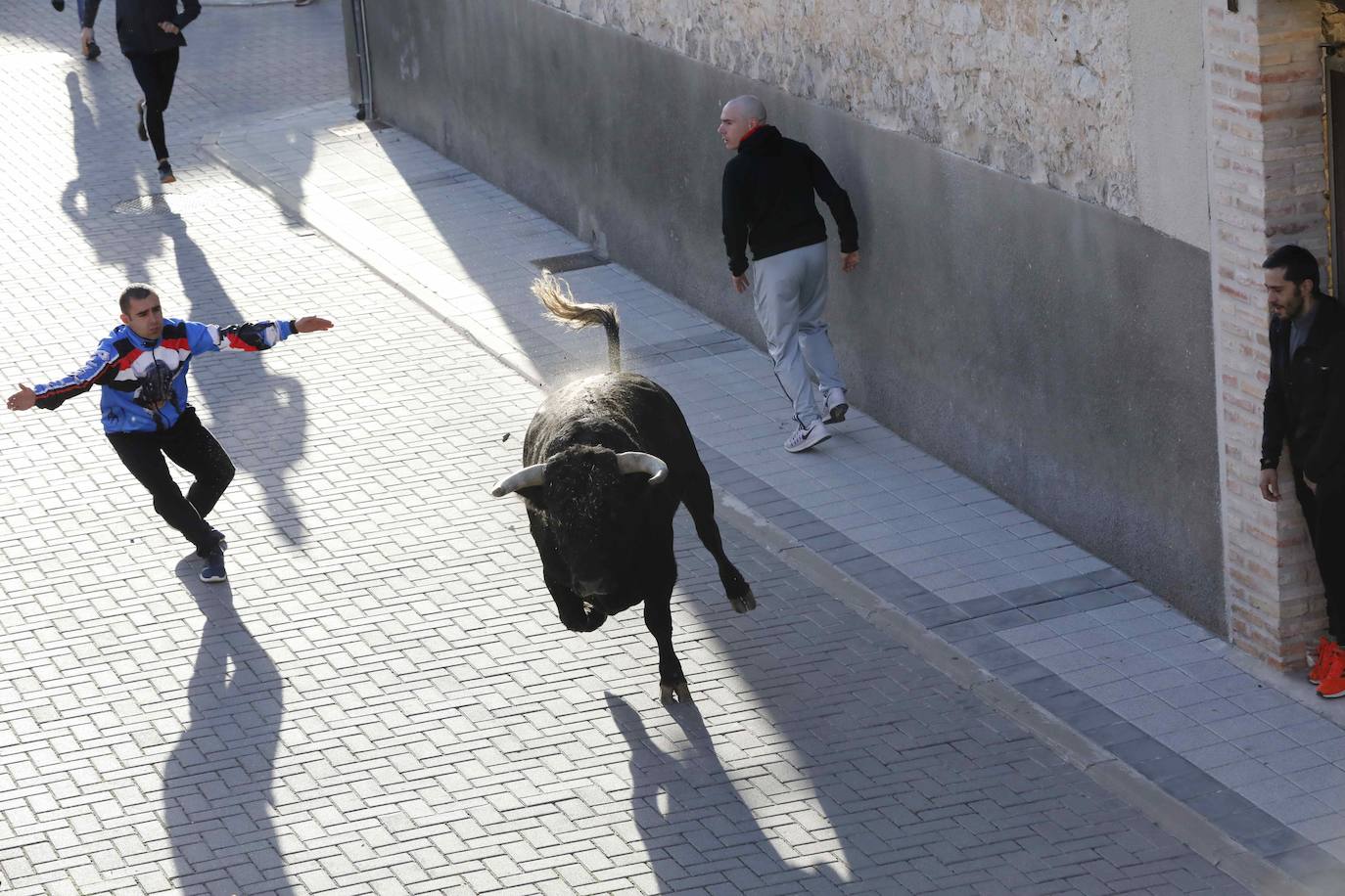 Fotos: Galería de imágenes | Encierro urbano de las fiestas de San Martín de Tours de Traspinedo