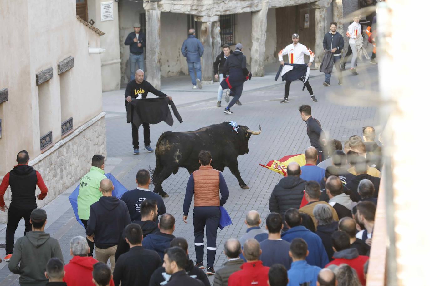 Fotos: Galería de imágenes | Encierro urbano de las fiestas de San Martín de Tours de Traspinedo