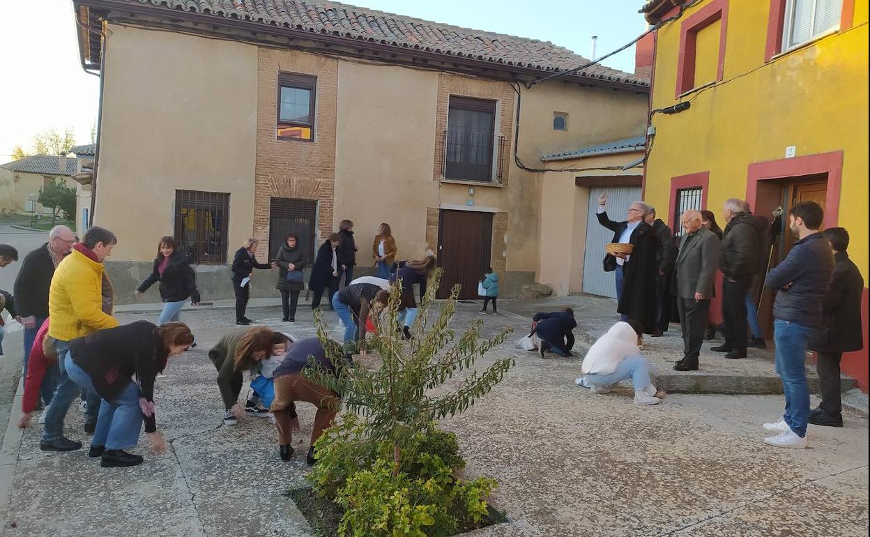 Los vecinos de Villán de Campos recogen las castañas. 