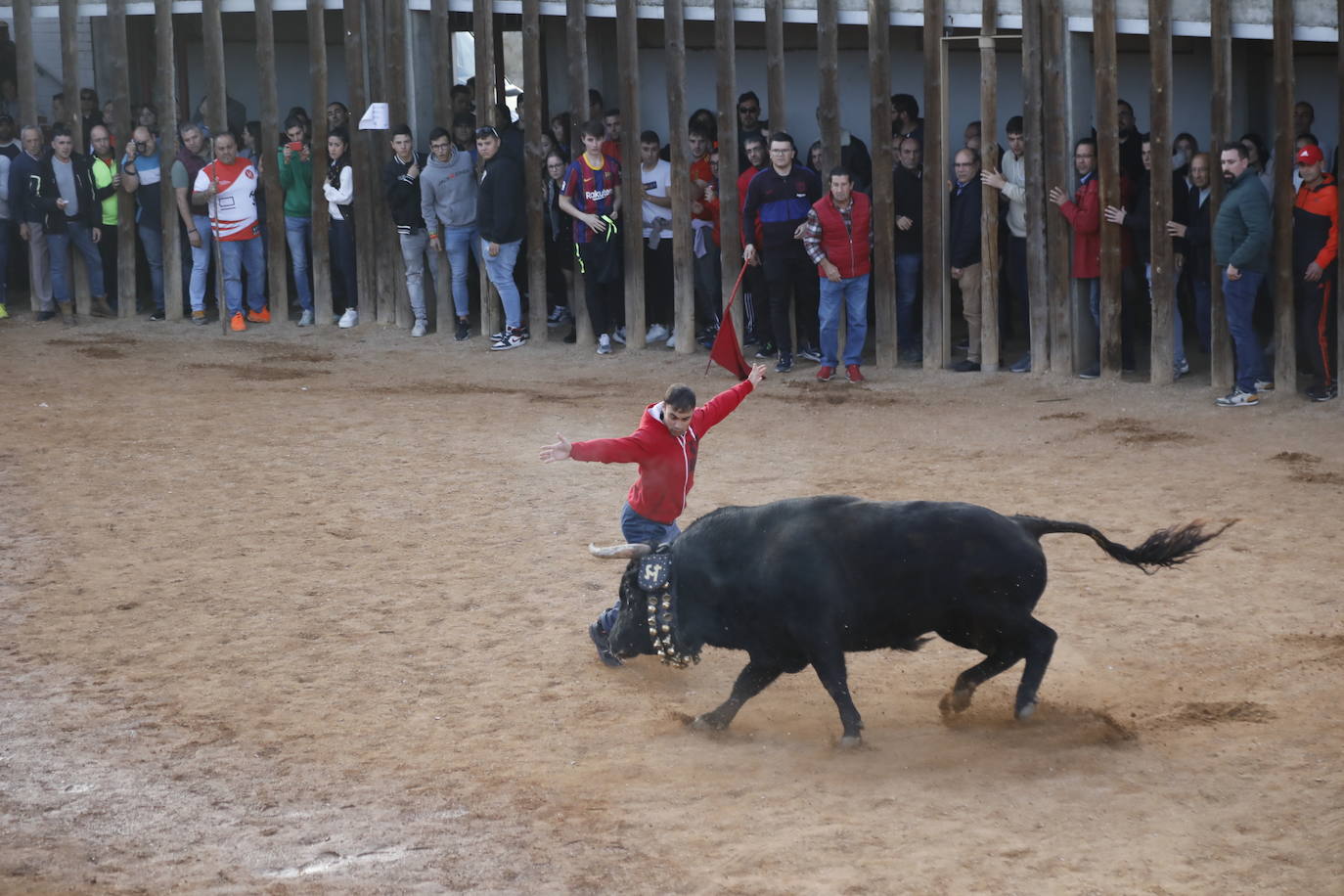 Fotos: El último encierro de Traspinedo en imágenes