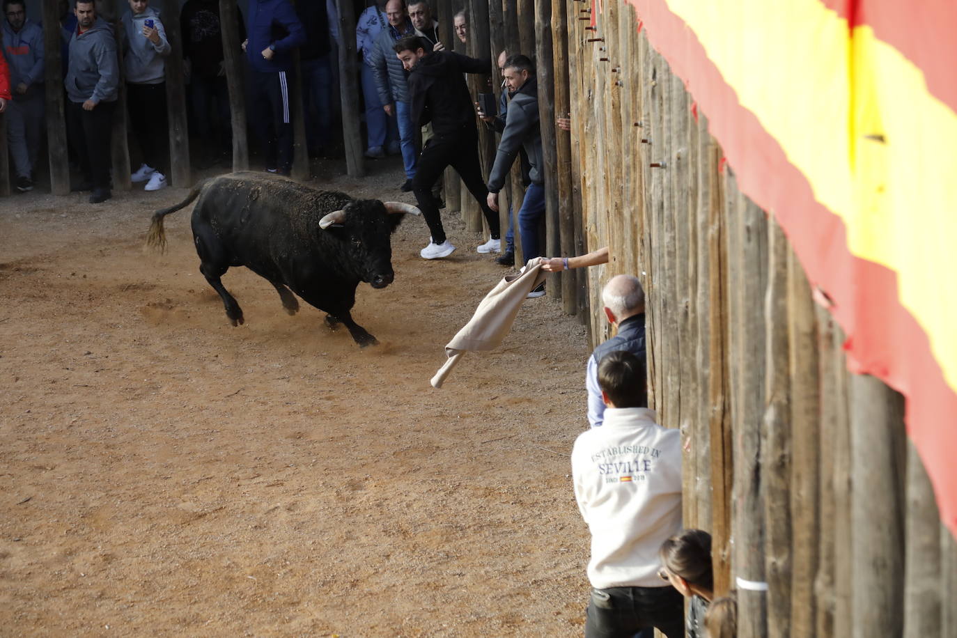 Fotos: El último encierro de Traspinedo en imágenes