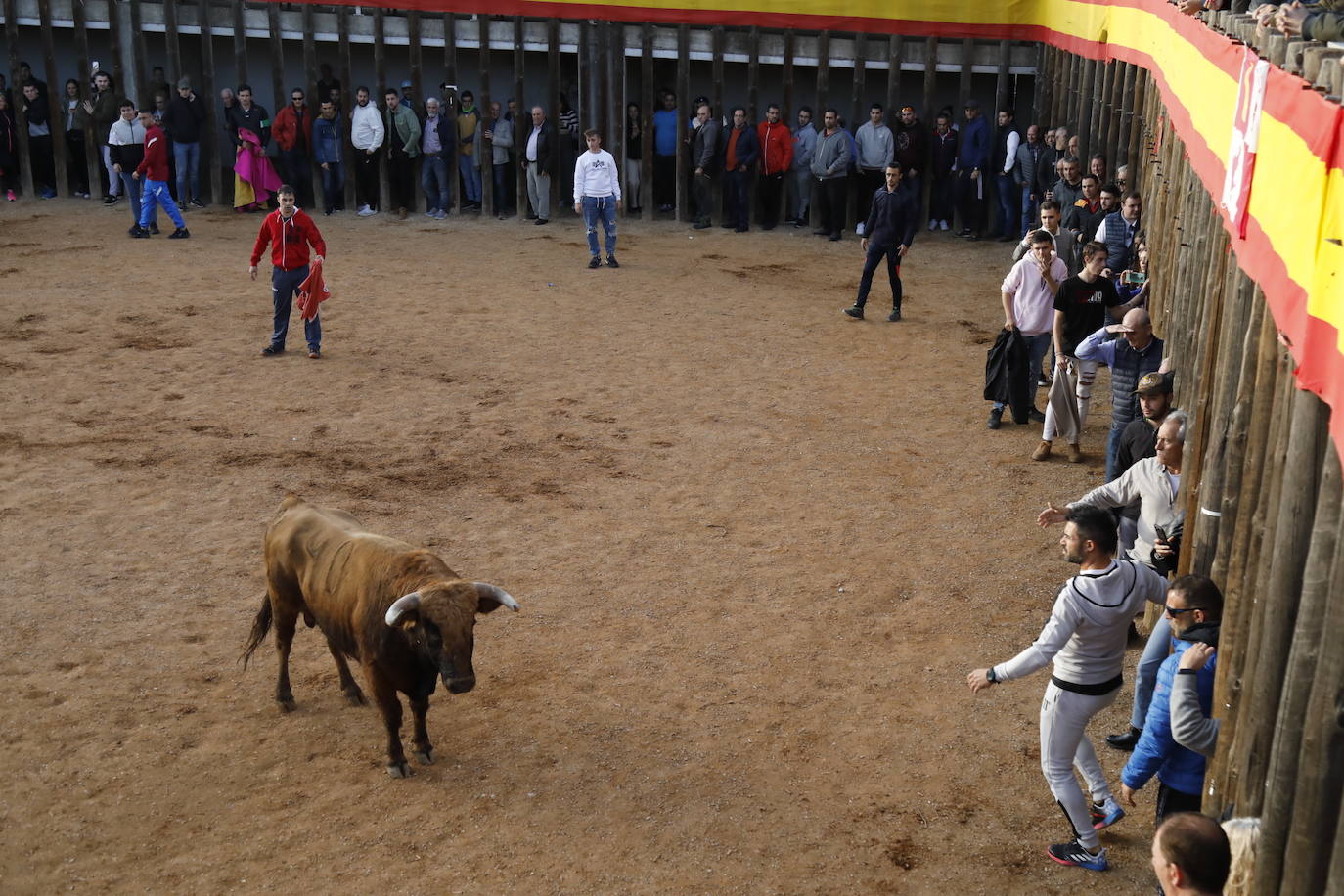 Fotos: El último encierro de Traspinedo en imágenes