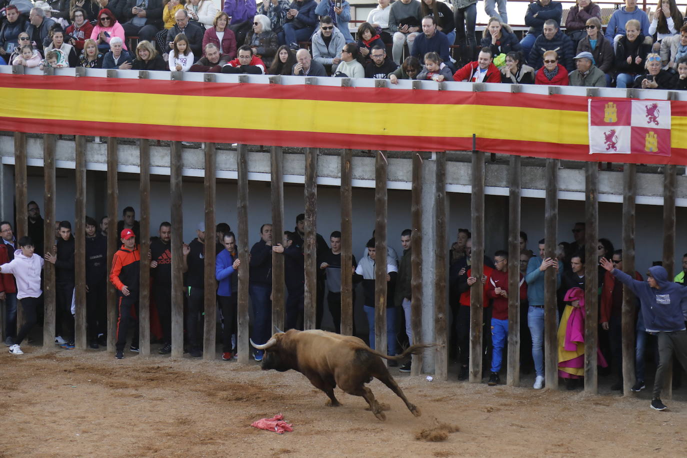 Fotos: El último encierro de Traspinedo en imágenes