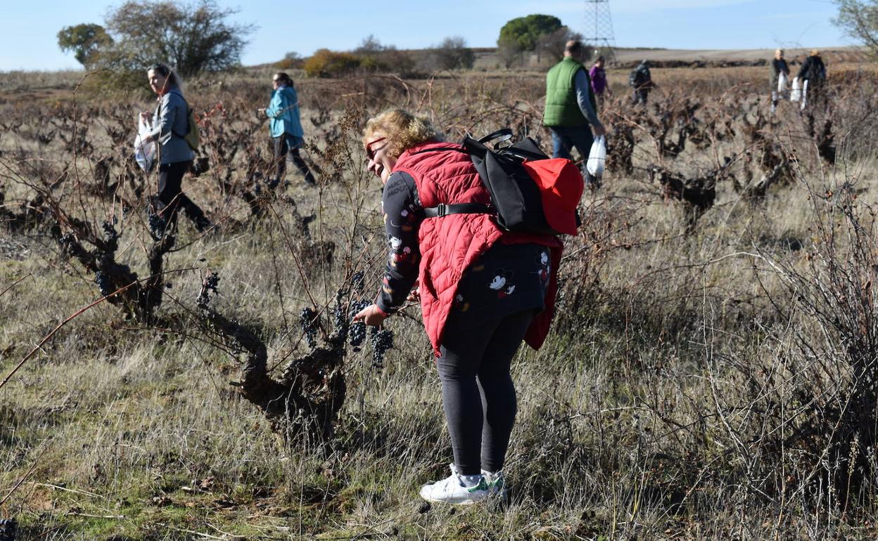 Participantes en 'A la rebusca 2022', en la mañana del domingo, en Mucientes 