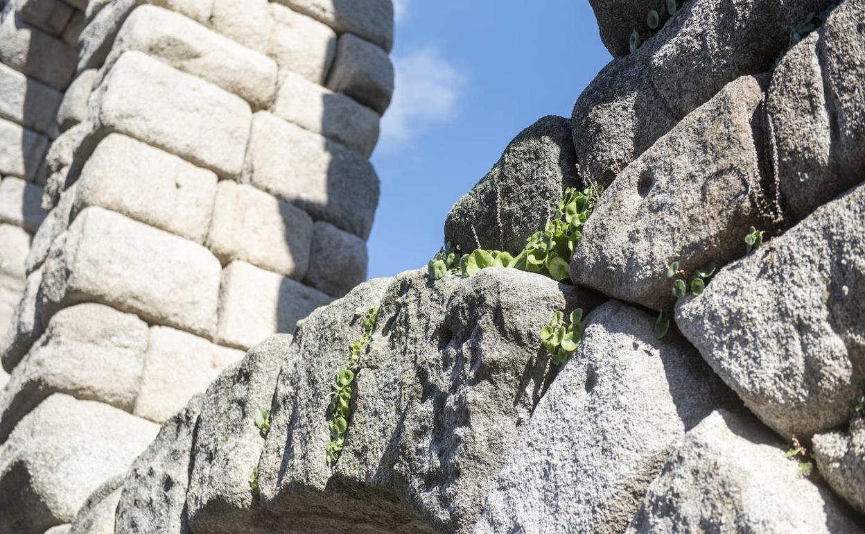 Vegetación en el Acueducto. 