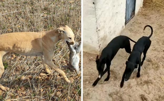 A la izquierda, la galga Rubia durante una jornada de caza. A la derecha, Pili y Mili en la parcela donde fueron robadas. 