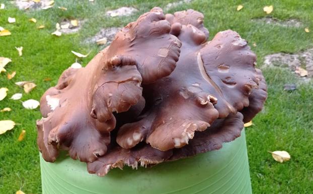 Un vecino de Mucientes encuentra una seta de cardo gigante