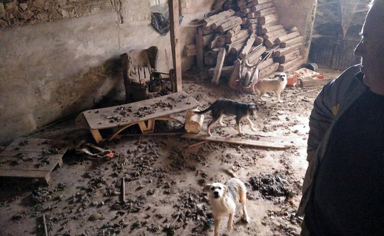 Perros abandonados hallados en una casa de un pueblo segoviano tras un desahucio. 