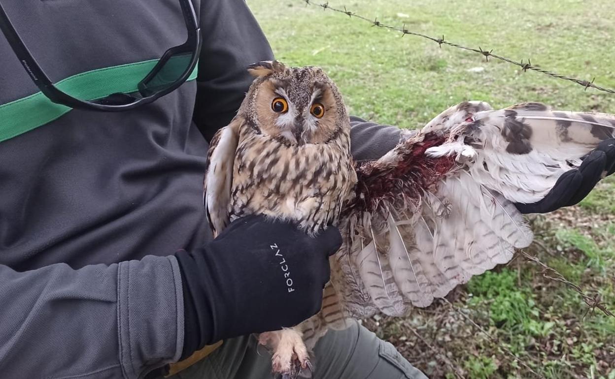 El ejemplar de búho, con las heridas causadas por el alambrado 
