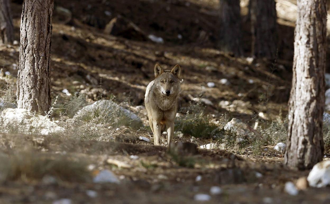 Lobo criado en cautividad en las instalaciones del centro de la Junta de Sanabria.