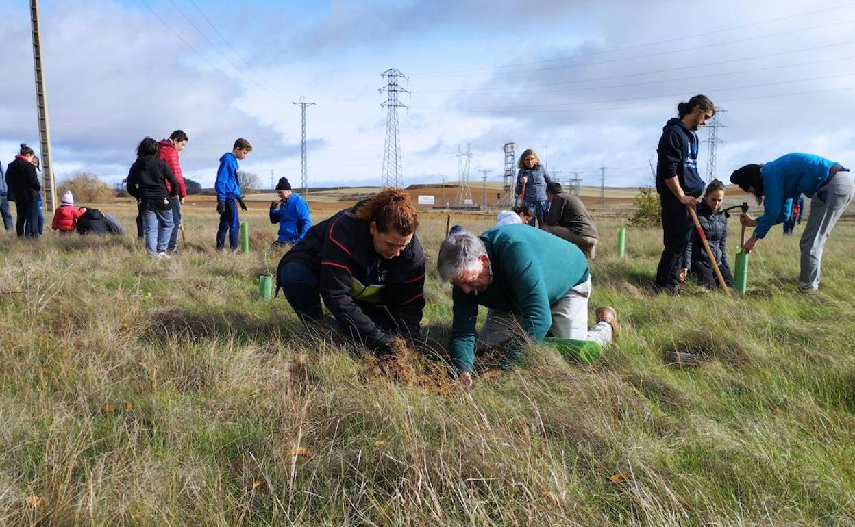 Varios voluntarios plantan árboles en la parcela. 