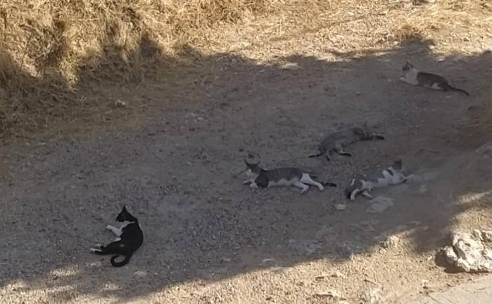 Varios gatos junto a una parcela pública en Geria. 