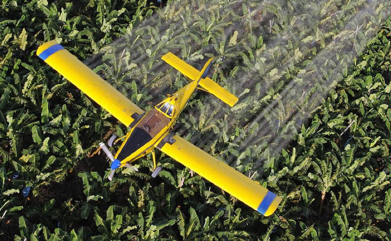 Avioneta rocía con fungicidas una plantación de bananas.