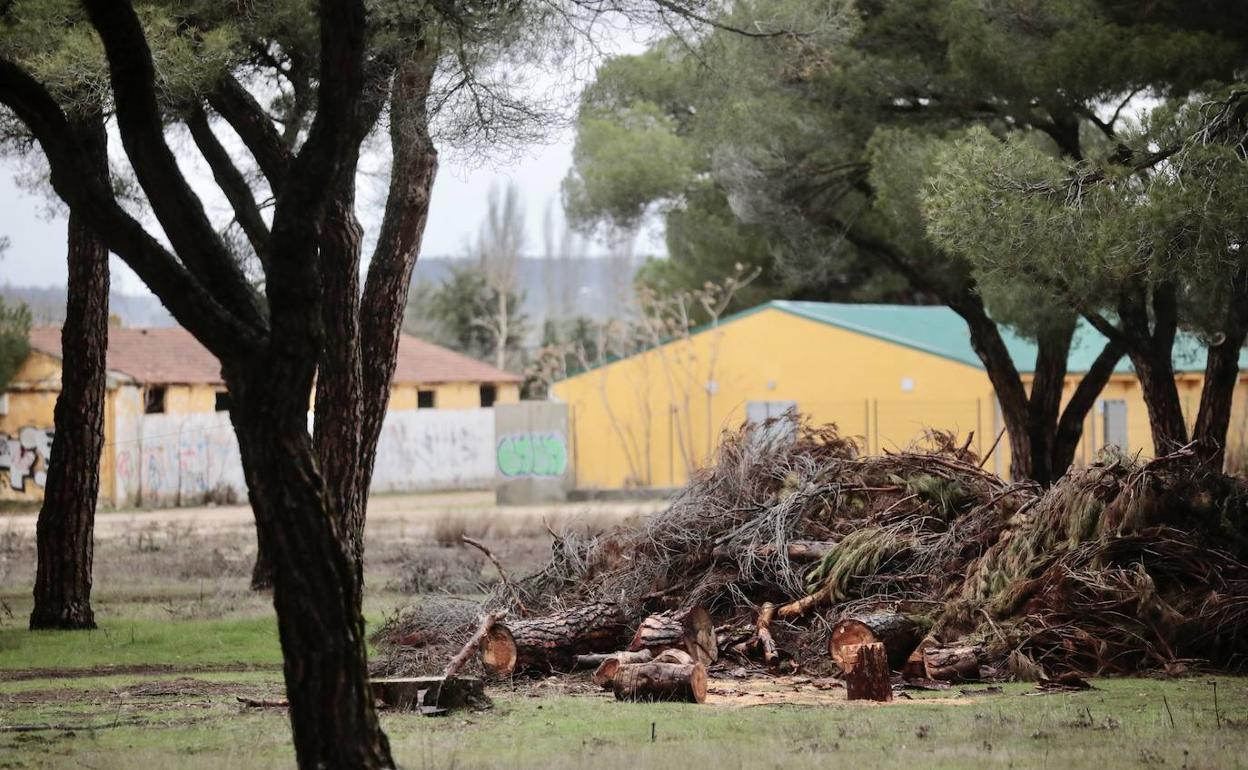 Leña apilada hoy en el recinto para usarla en las hogueras durante la concentración.