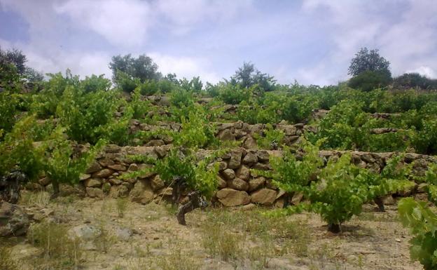 Viñedos de la DO Arribes. 