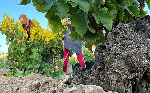 Durante la vendimia en la DO Cigales. 