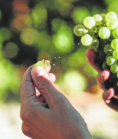 Uvas verdejo de los viñedos de Bodegas José Pariente. 