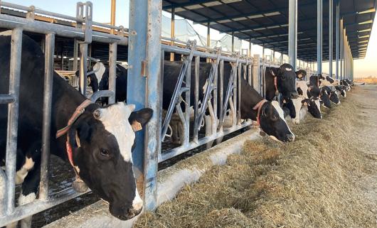 Vacas de la explotación El Cantón en Pollos, Valladolid. 