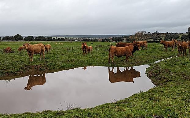 El agua corre por una finca del término municipal de Ituero de Azaba, Salamanca. 