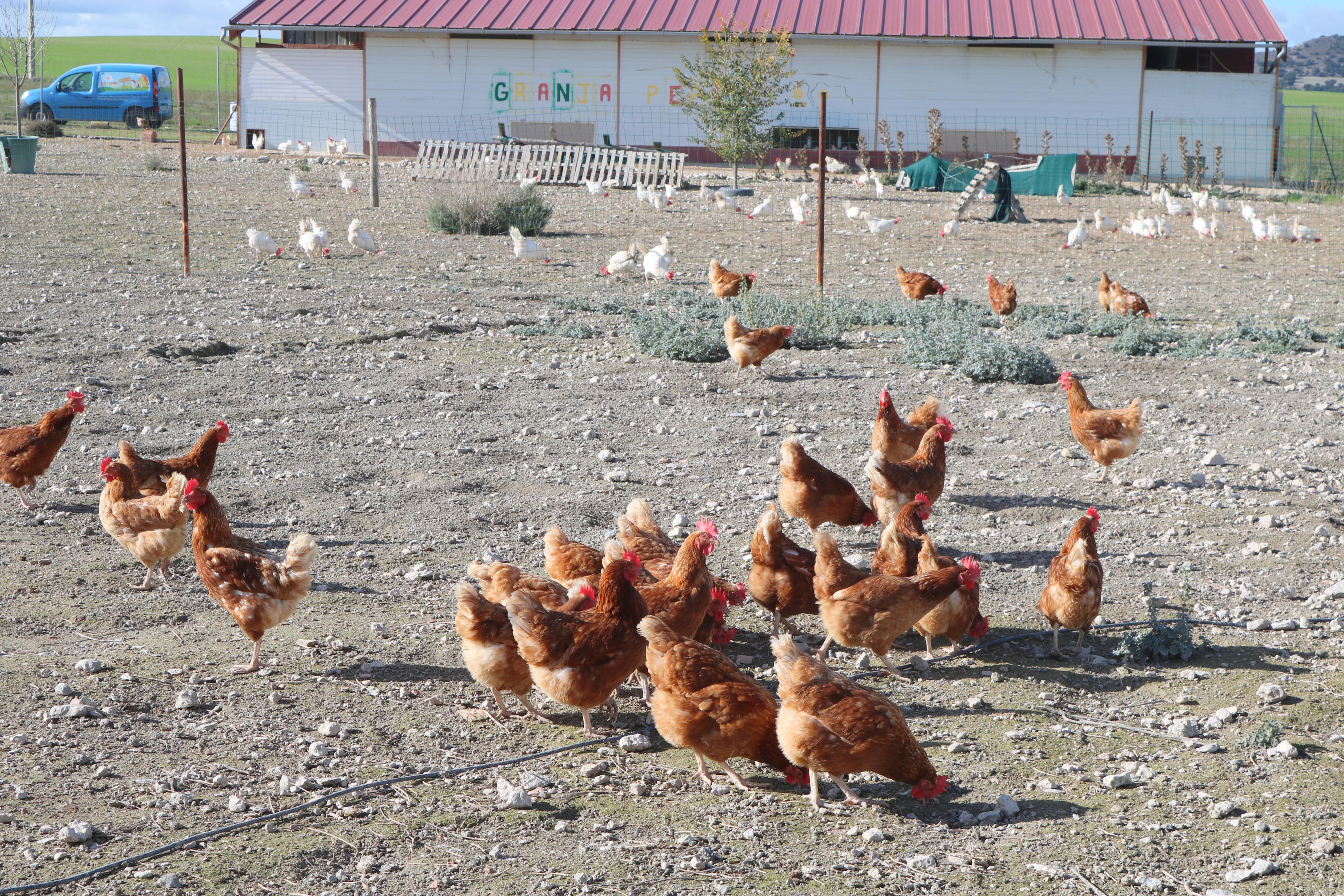Las excursiones por el Cerrato son una de las citas clásicas de los cooperativistas