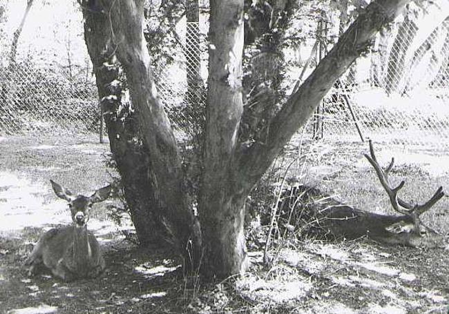 Pareja de ciervos en los años setenta en el Campo Grande.