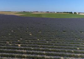 Campo de lavanda en Tiedra.