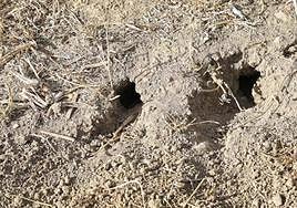 Cultivo de alfalfa en Palencia dañado por los topillos.