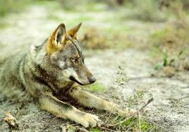 Denuncian la muerte de un lobo por disparos de furtivos en Palencia