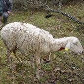 Asaja contabiliza un ataque de lobo cada nueve horas en la provincia de Segovia