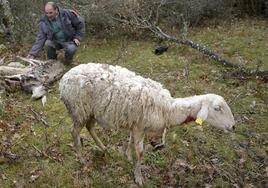 Un ataque de lobos a una ganadería segoviana ocurrido en los últimos años.