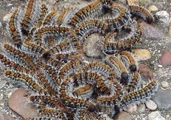 Multitud de orugas procesionarias