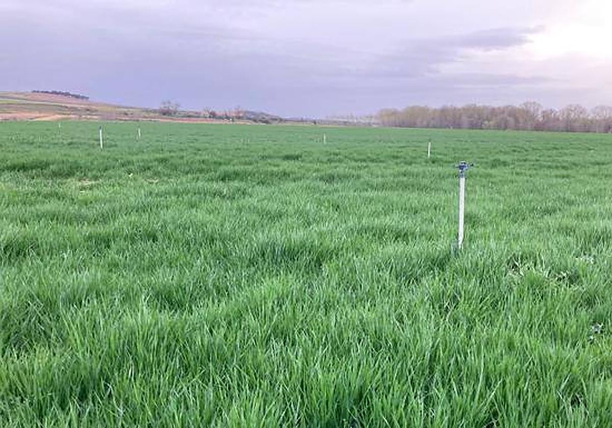 La campaña de riego arranca en abril con restricciones en Pisuerga-Bajo Duero