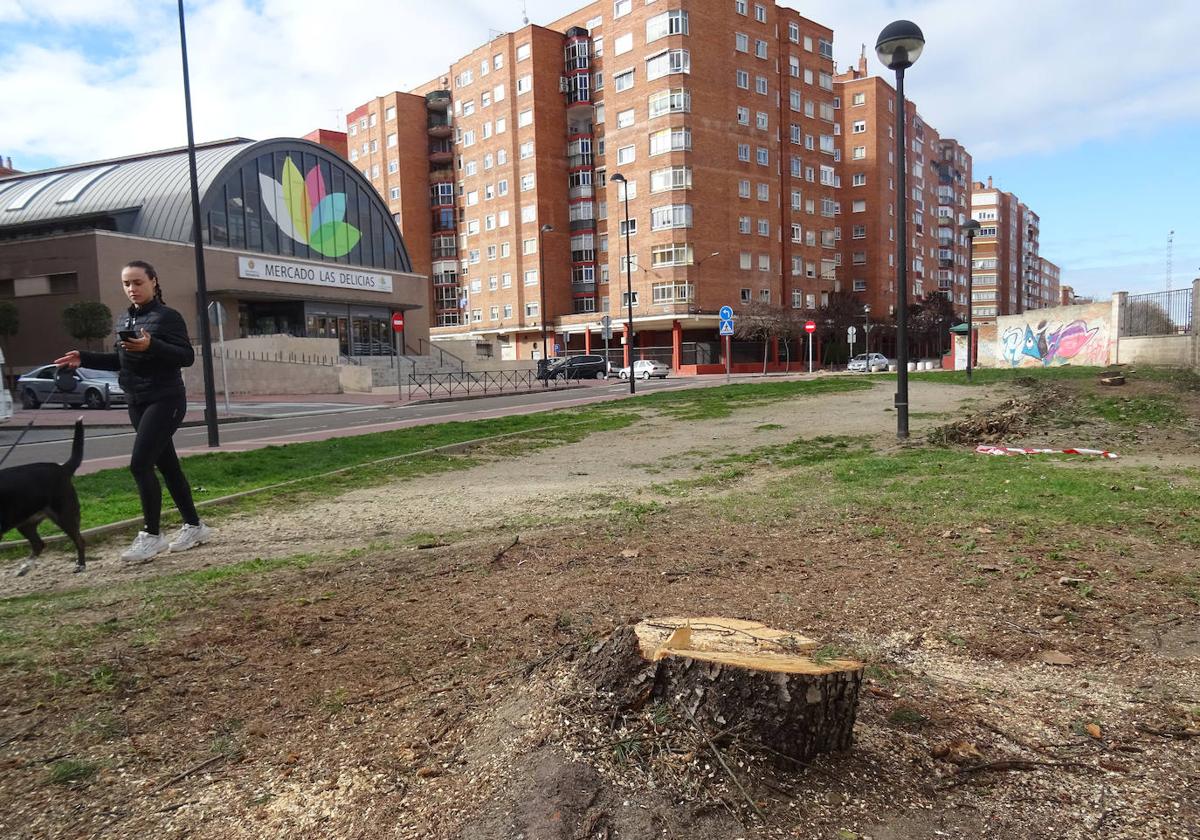 La tala del arbolado anticipa el inicio de la obra del nuevo paso de Delicias