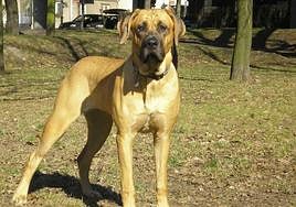 Tosa Inu, una de las razas de perro más imponentes