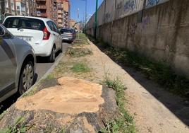 Tocón de un álamo talado en el tramo de la avenida de Irún próximo al camino de La Esperanza.