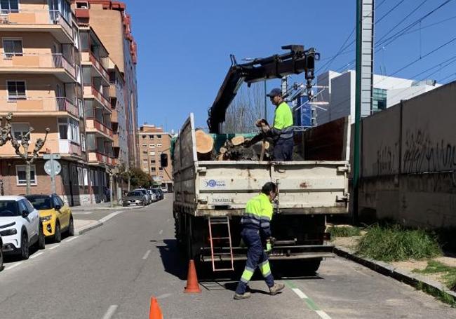 Los operarios retiran los troncos de los árboles talados.