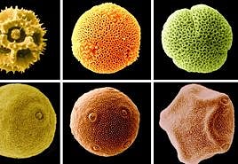 Pólenes al microscopio.