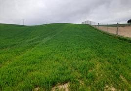 Estado actual de una parcela de cebada en secano en la localidad vallisoletana de Pollos.