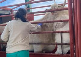 Una veterinaria realiza una prueba intradérmica para comprobar si hay tuberculosis.